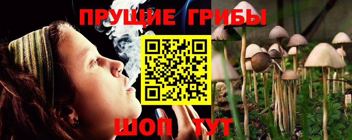 Псилоцибиновые грибы Psilocybe Красноуфимск